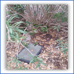 meter box in some brush