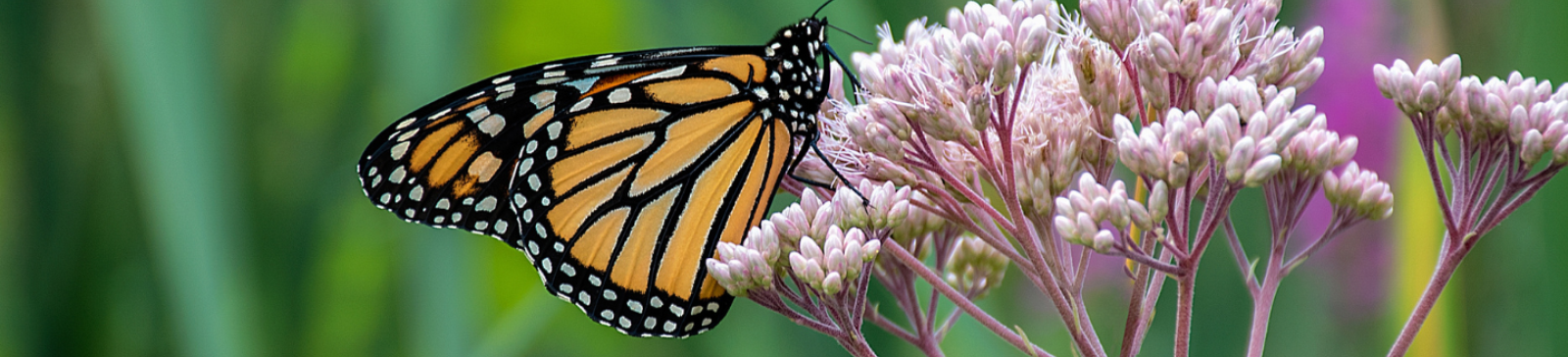 a butterfly on a flower