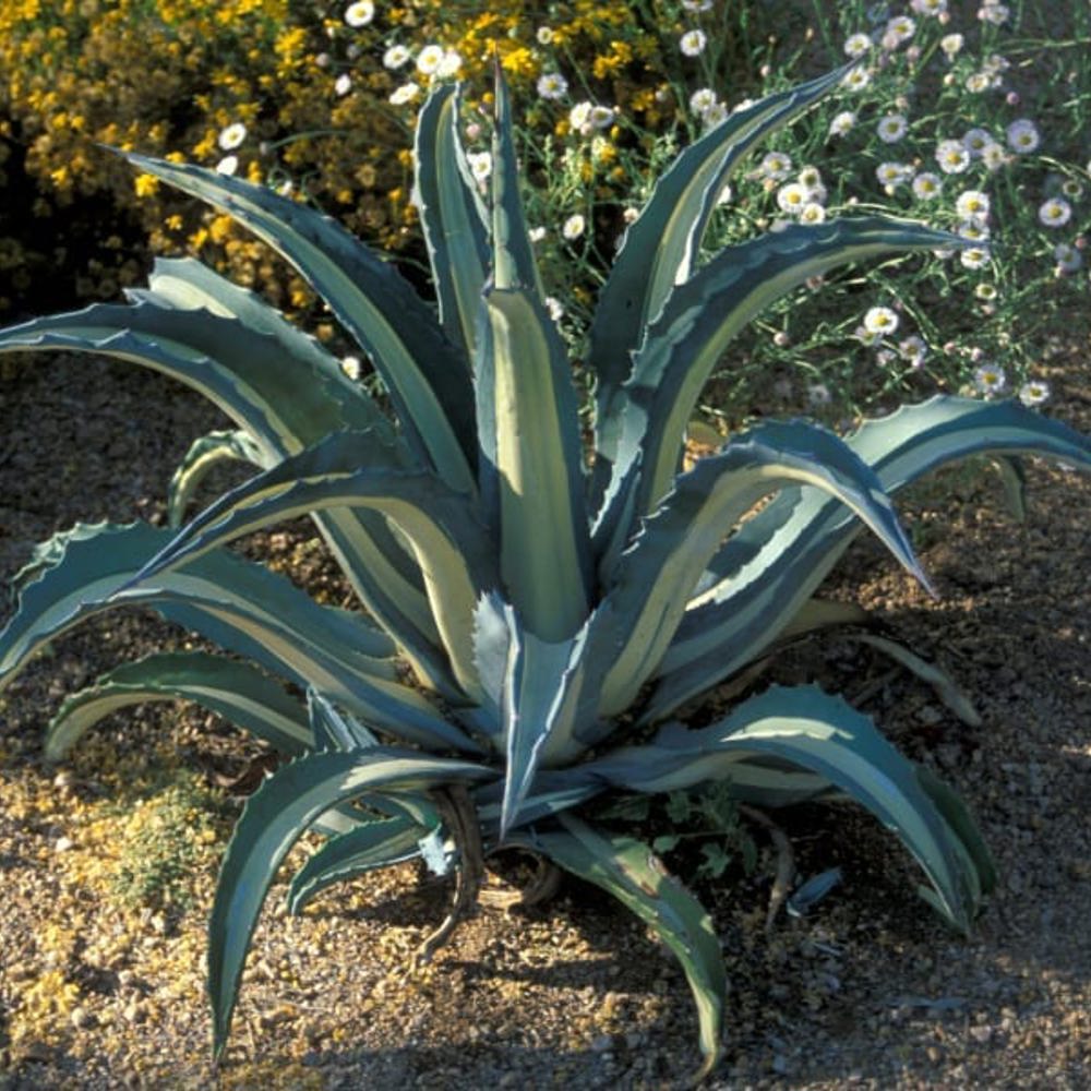 an outdoor plant