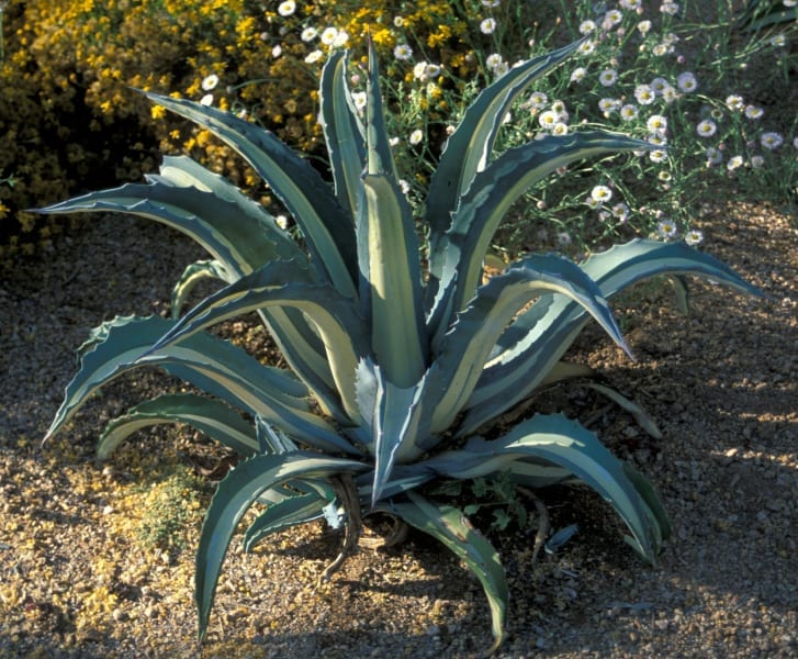 Agave plant