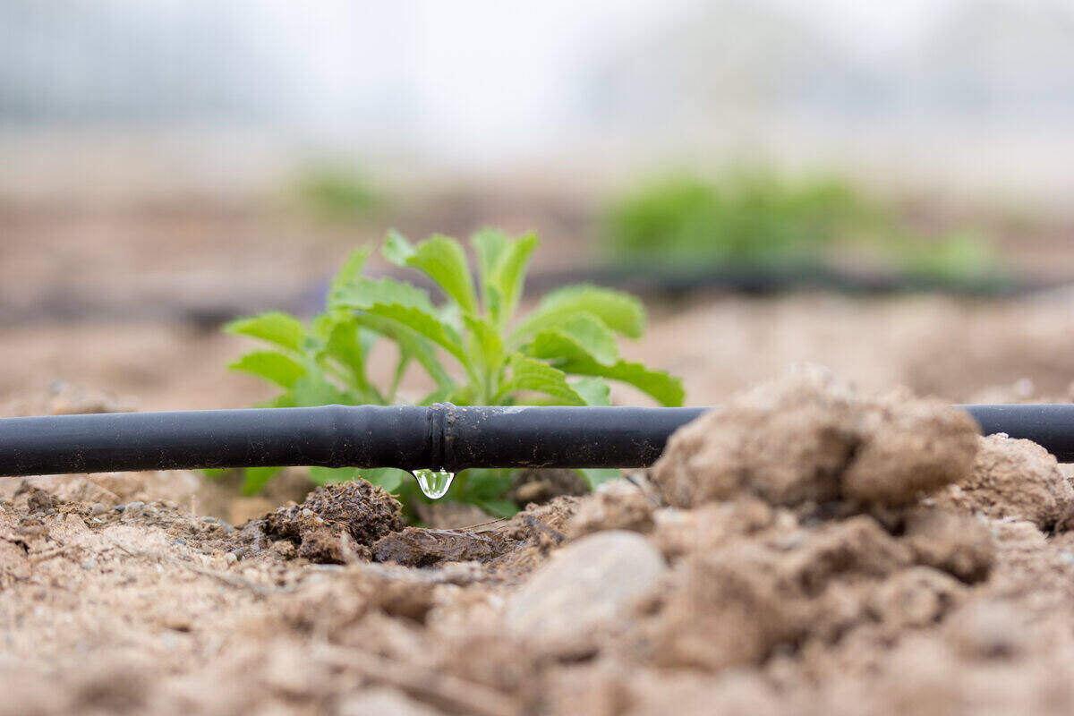 drip irrigation